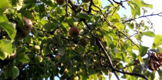 Дачники назвали важливі нюанси, які варто враховувати при весняній обробці дерев