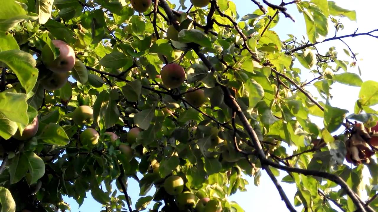 Дачники назвали важливі нюанси, які варто враховувати при весняній обробці дерев