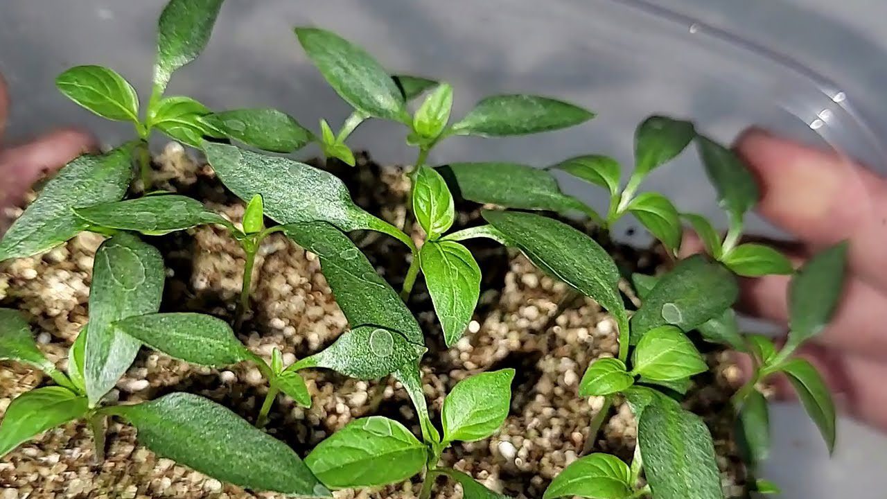 Городники розповіли, що робити, якщо запізнилися із розсадою