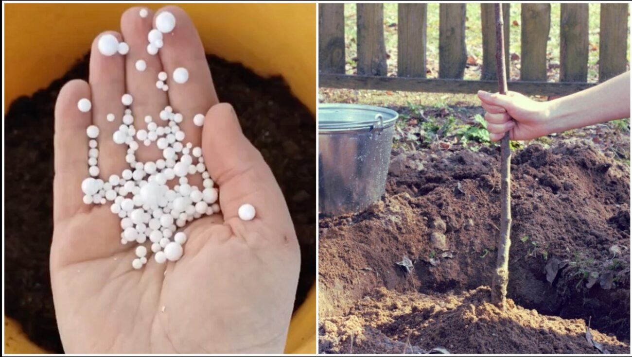 Садівники розповіли, як захистити саджанці від морозу без витрат