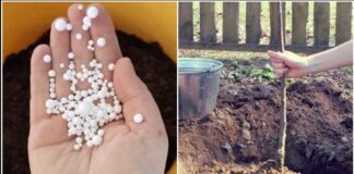 Садівники розповіли, як захистити саджанці від морозу без витрат