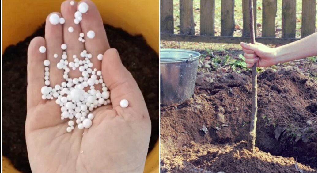 Пінопласт із посилок бережу як зіницю ока: 1 трюк, і весняні морози моїм саджанцям – ніпочому 