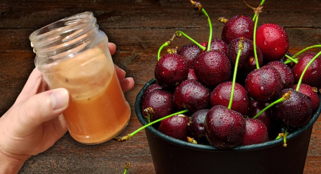 Всього 1 склянка на відро – і вишня рясно плодоносить аж до осені: ягоди виростають солодшими за мед 