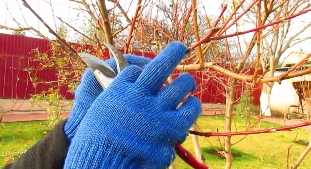 Збираю зазвичай по 50 кг з одного дерева, бо знаю, як його обрізати: все про весняне омолоджування абрикоса 