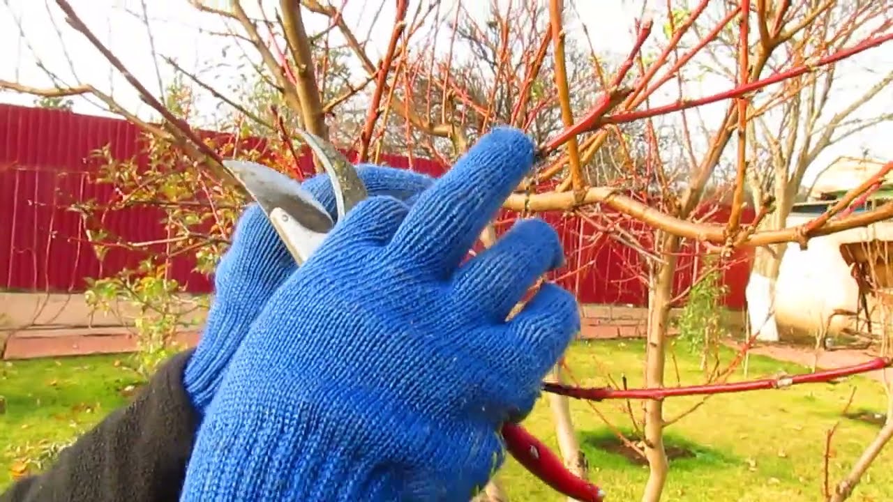 Садівники розповіли, як обрізати абрикос навесні, щоб дерево дало багато плодів