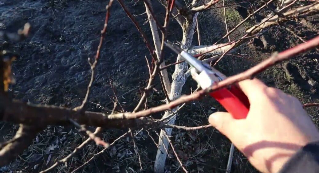 Нашкодити деревам під час обрізки – простіше простого: 2 слушні поради дав дядько-лісник із 40-річним стажем 