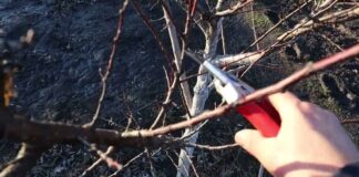 Садівники розповіли, як правильно обрізати дерева навесні