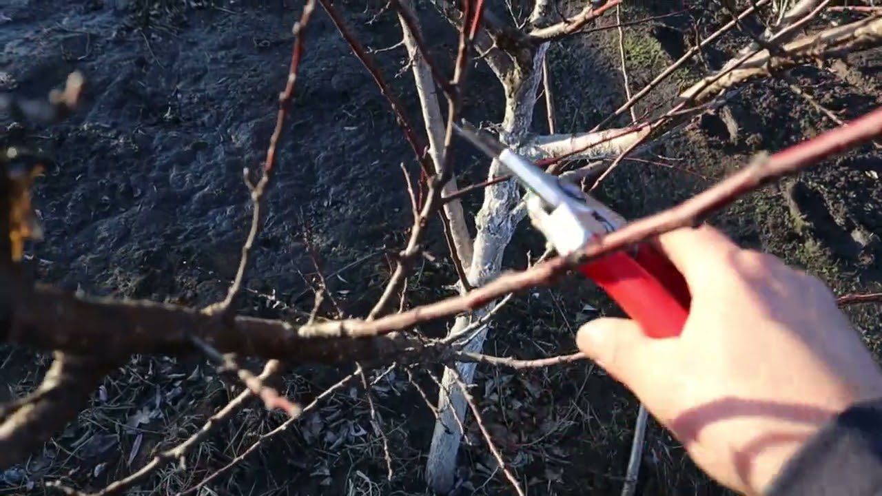 Садівники розповіли, як обрізати абрикос навесні, щоб дерево дало багато плодів