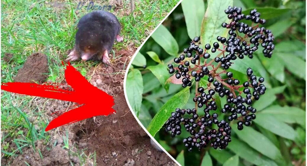 Кроти забули дорогу до мого городу: посадила 3 кущі бузини, і хитрий сліпак втік безповоротно 