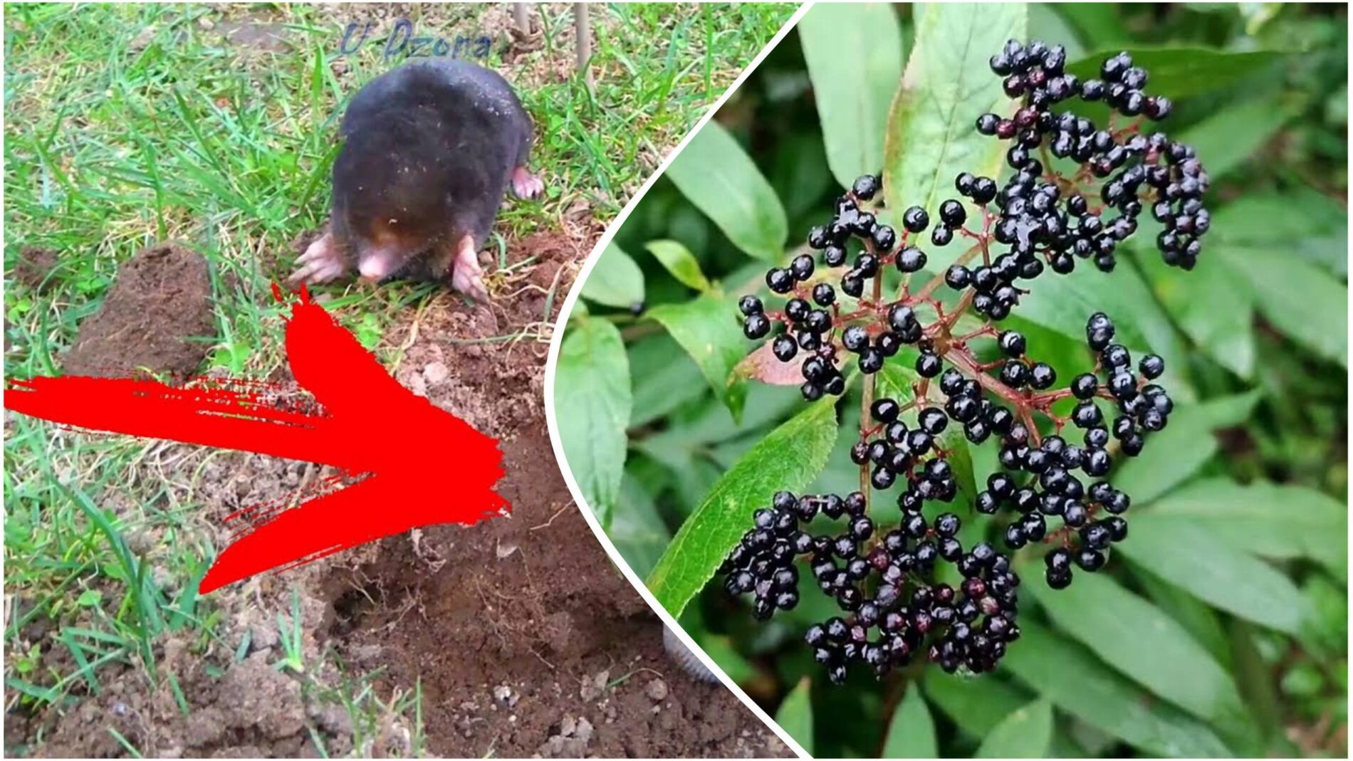 Городники розповіли, яка рослина допоможе у боротьбі із садовими шкідниками