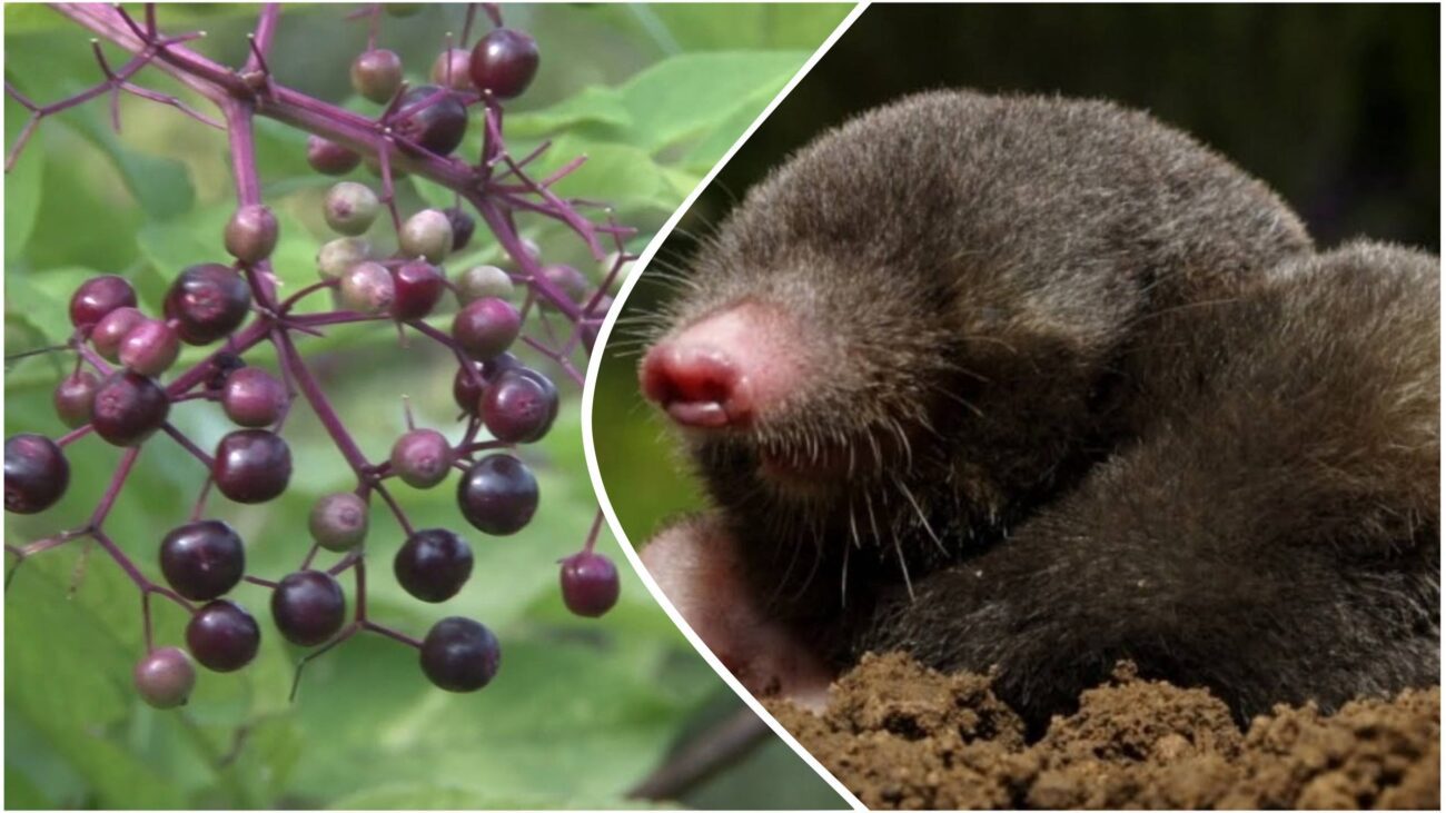 Городники розповіли, яка рослина допоможе у боротьбі із садовими шкідниками