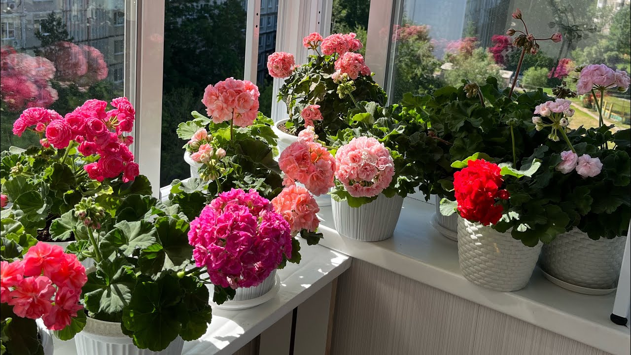 Квітникарі поділилися головним секретом дуже пишного цвітіння пеларгонії