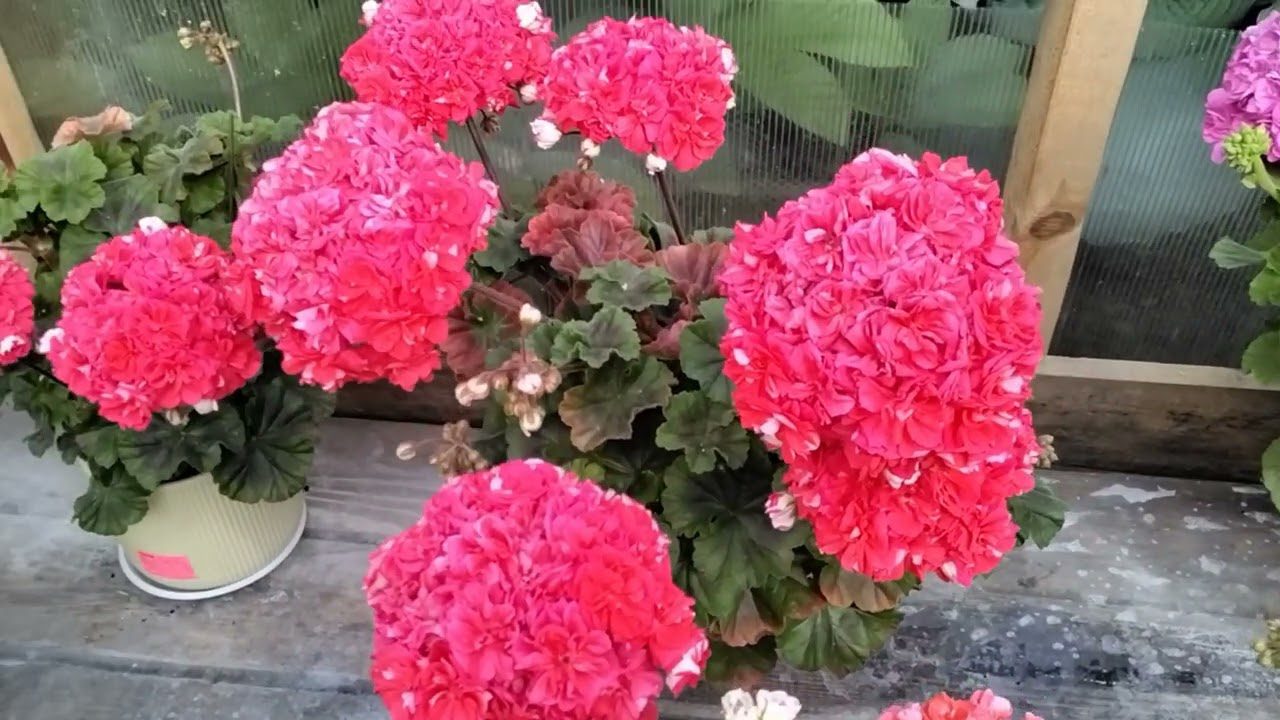 Квітникарі поділилися головним секретом дуже пишного цвітіння пеларгонії
