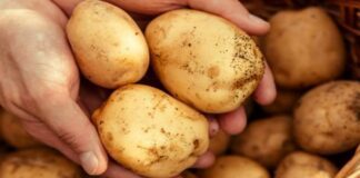 Городники розповіли про найврожайніший сорт картоплі