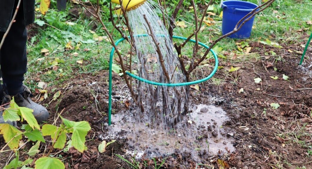 Навесні вношу всього лише 1 склянку під кущ – і смородина виростає великою та дуже солодкою, немов виноград 