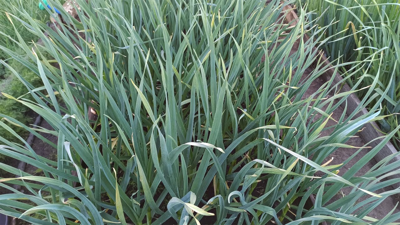 Агрономи поділилися двома першими підживленнями часнику від пожовтіння