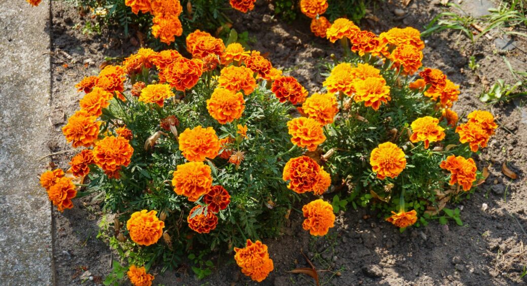 Ці 3 квітки на клумбі притягують у дім багатство: з народними прикметами не сперечаються! 