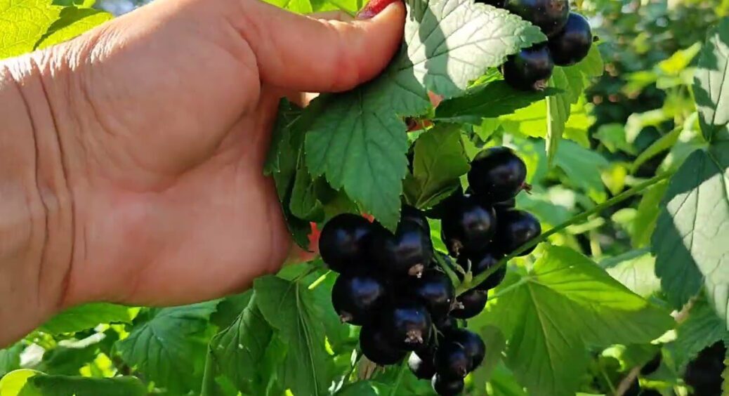 Кардинально змінила догляд за чорною смородиною – і тепер ягоди збираю цілими тачками: урожай дуже солодкий 
