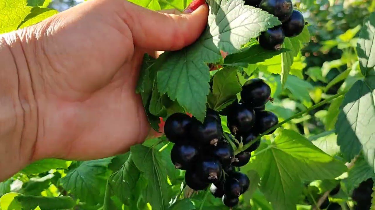 Садівники розповіли, як насправді правильно доглядати за смородиною