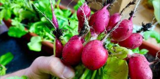 Досвідчені садівники розповіли, коли і як правильно садити редиску