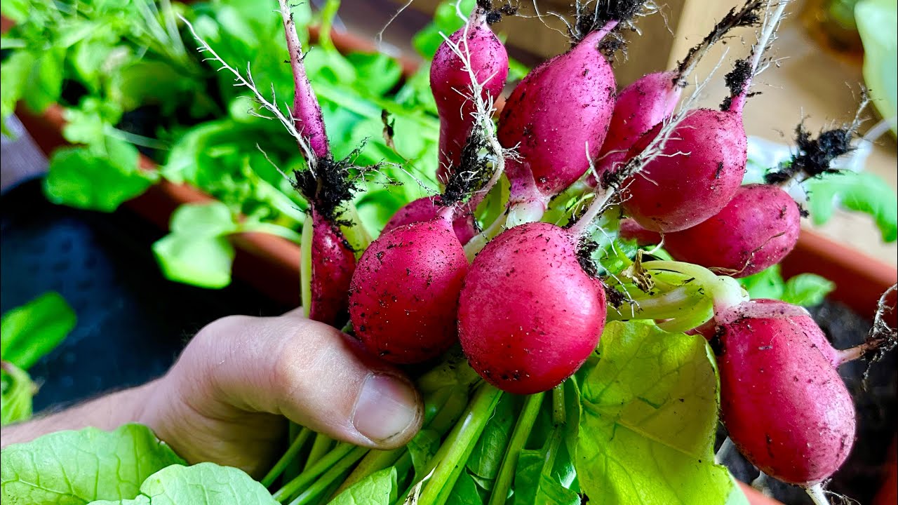 Досвідчені садівники розповіли, коли і як правильно садити редиску