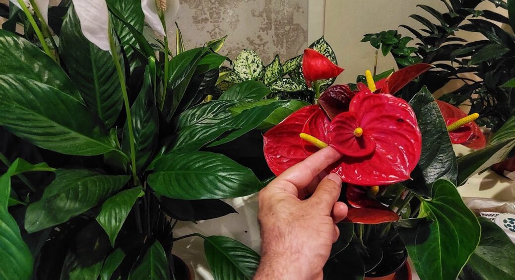 Навесні антуріуму – обов’язково: лише 1 г перетворить квітку на пишну красуню, яка затьмарить навіть орхідею 