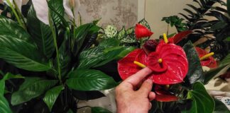 Квітникарі поділилися рецептом дуже важливого підживлення для антуріума навесні