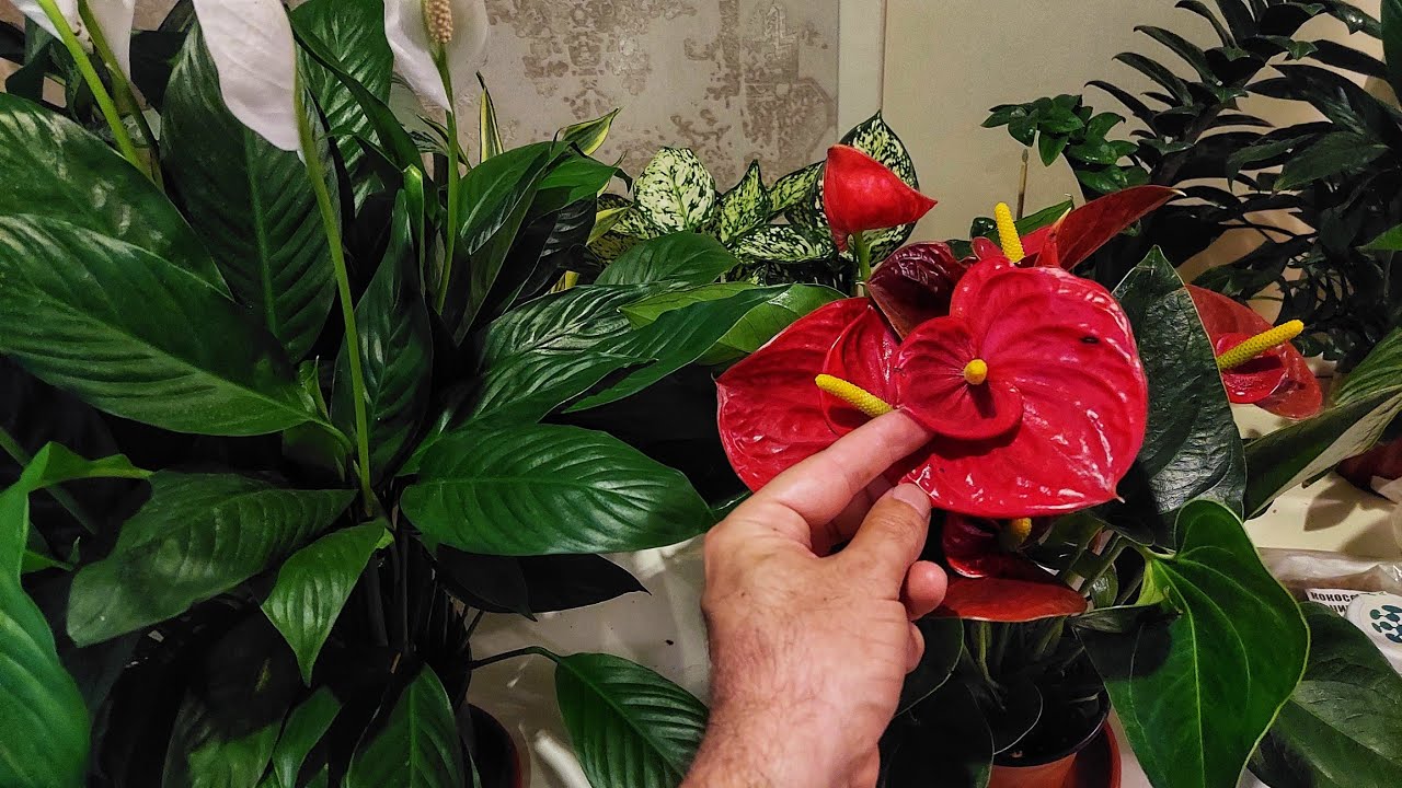 Квітникарі поділилися рецептом дуже важливого підживлення для антуріума навесні