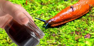 Городники розповіли, як на увесь сезон без зайвих зусиль позбутися слимаків