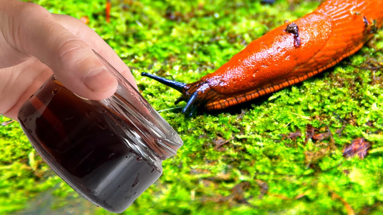 Городники розповіли, як на увесь сезон без зайвих зусиль позбутися слимаків