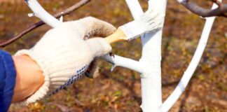 Садівники розповіли, як білити дерева навесні, щоб захист тримався довго