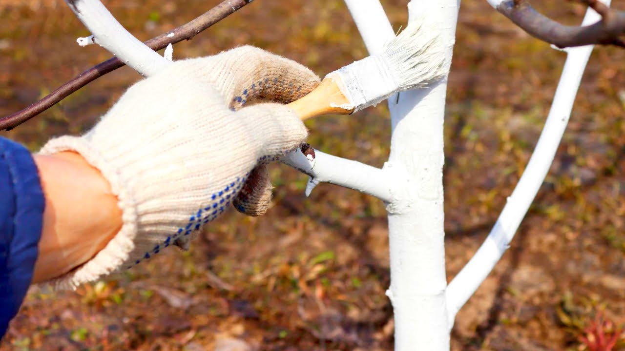 Садівники розповіли, як білити дерева навесні, щоб захист тримався довго