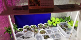 Садівники розповіли, як використовувати фольгу під час вирощування розсади