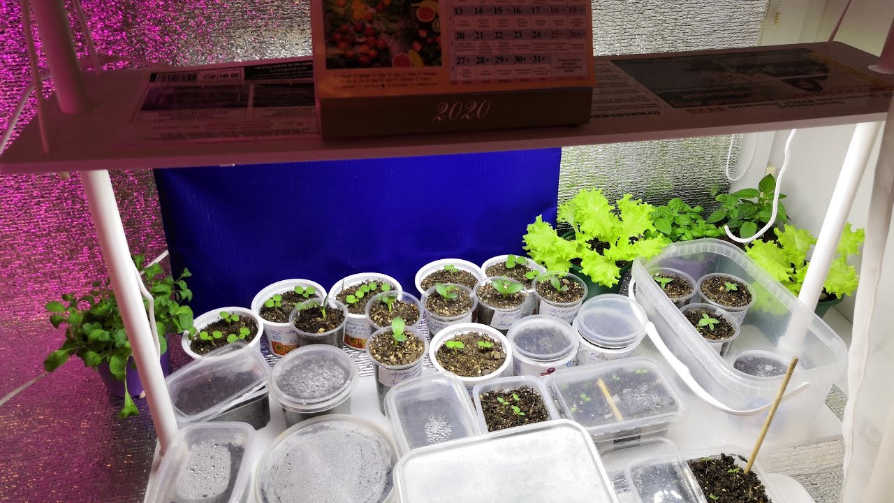 Садівники розповіли, як використовувати фольгу під час вирощування розсади