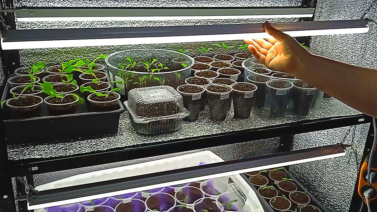 Садівники розповіли, як використовувати фольгу під час вирощування розсади