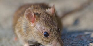 Господині розповіли, як захистити будинок та ділянку від гризунів