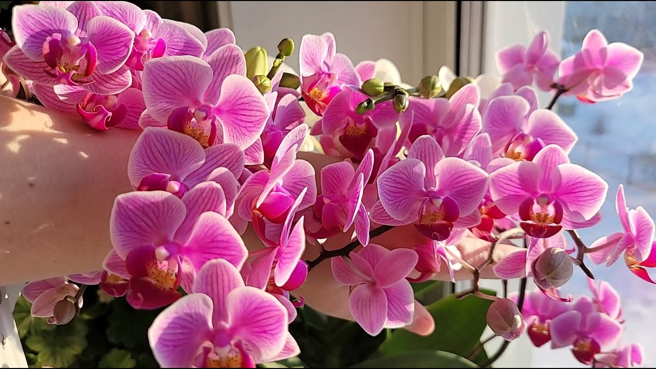 Квітникарі розповіли, яким бюджетним засобом із аптеки можна підживити орхідею