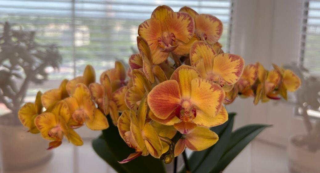 Завжди купую в “Аптеці низьких цін” 1 ампулу за 60 гривень: тепер мої орхідеї пишно квітнуть без зупинки 