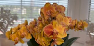 Квітникарі розповіли, яким бюджетним засобом із аптеки можна підживити орхідею