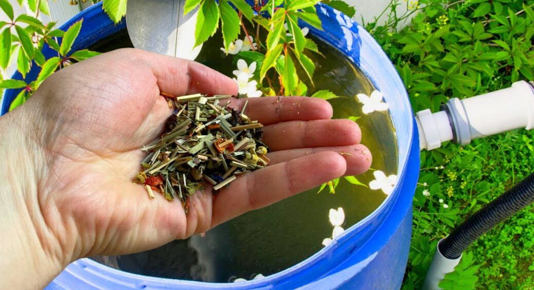 3 городників запитали, яким чаєм краще поливати рослини – відповідь здивувала: пояснення для дачників 