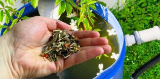 Городники розповіли, який чай краще обрати для поливу рослин