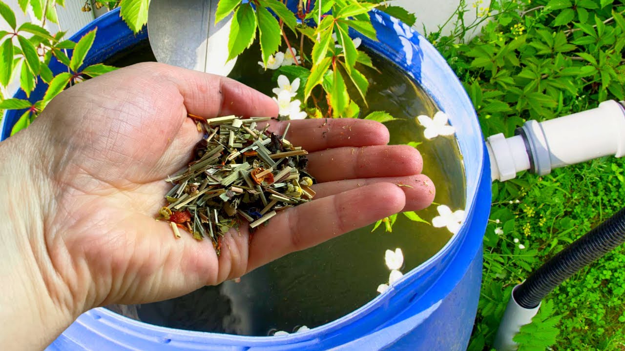 Городники розповіли, який чай краще обрати для поливу рослин