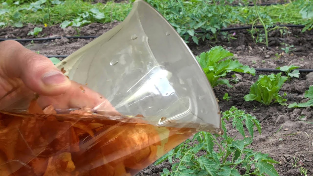 Городники розповіли, який чай краще обрати для поливу рослин