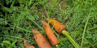 Найкращі сорти моркви для вирощування у відкритому ґрунті. Фото: YouTube ДІМ ТА ПРИСАДИБНА ДІЛЯНКА