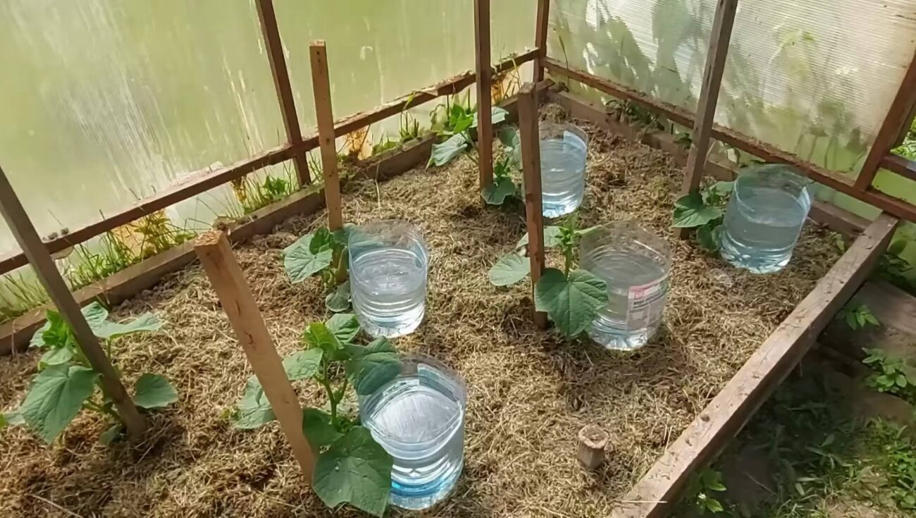 Садівники розповіли, чим корисні пластикові пляшки на городі