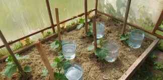 Садівники розповіли, чим корисні пластикові пляшки на городі