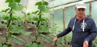 Агрономи поділилися урожайним методом посадки огірків з яєчною шкаралупою