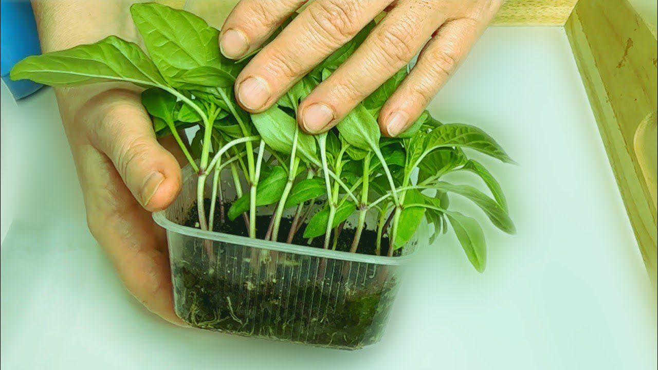 Садівники розповіли, коли і як насправді правильно садити перець