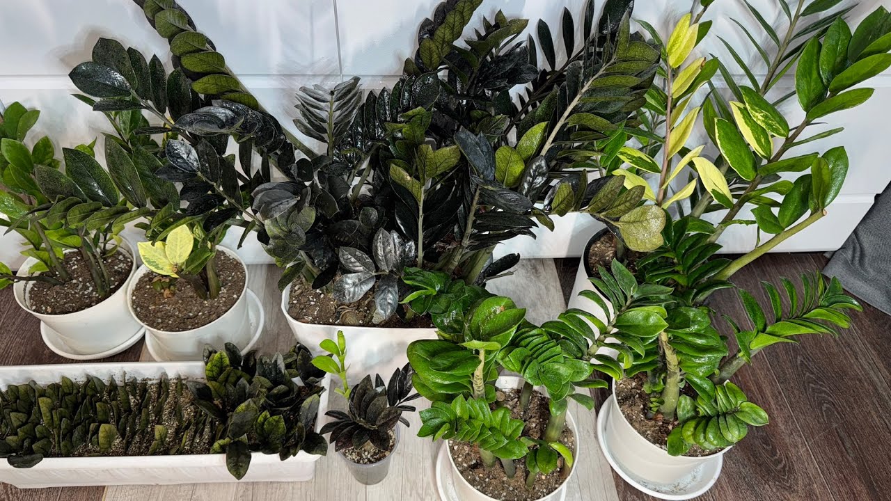 Квітникарі поділилися рецептом підживлення для активного росту заміокулькаса