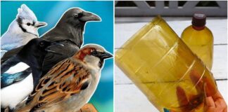Садівники розповіли, як відлякати птахів із ділянки за допомогою пляшки